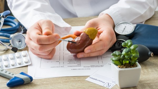 Un médico sostiene un modelo de un riñón, explicando sus partes.